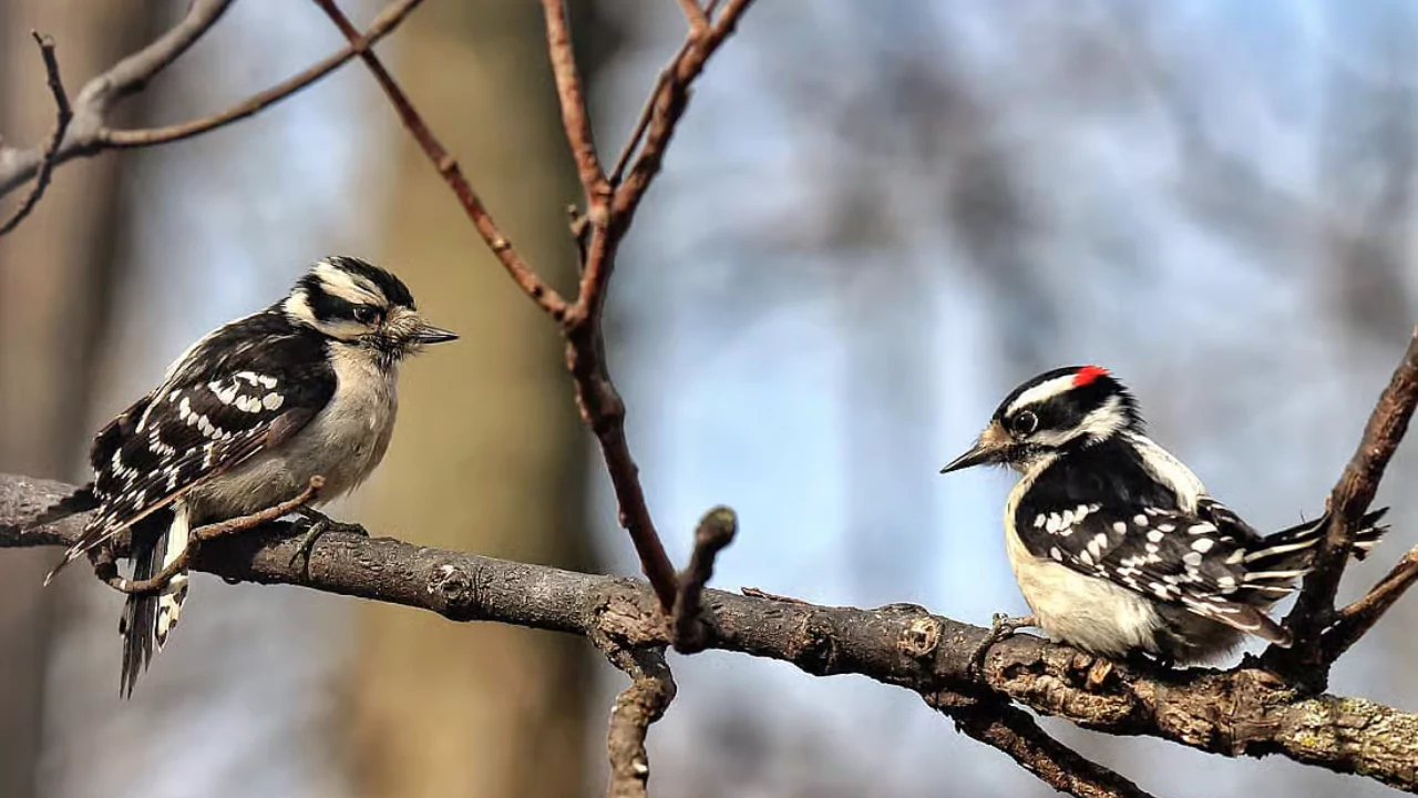 Downy Woodpeckers