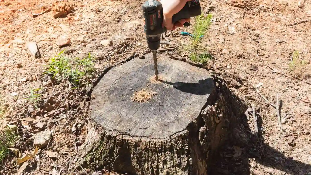 Drilling holes tree stump