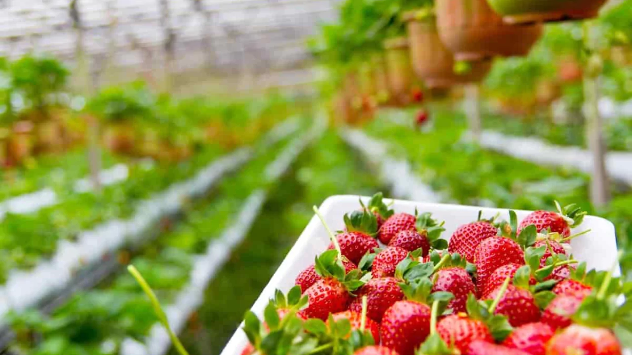 Growers Guide For Strawberries In Ohio