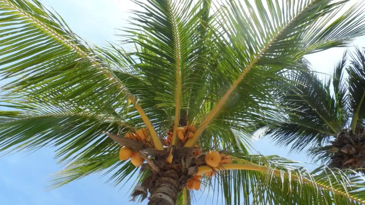 Fastest growing palm trees you can find