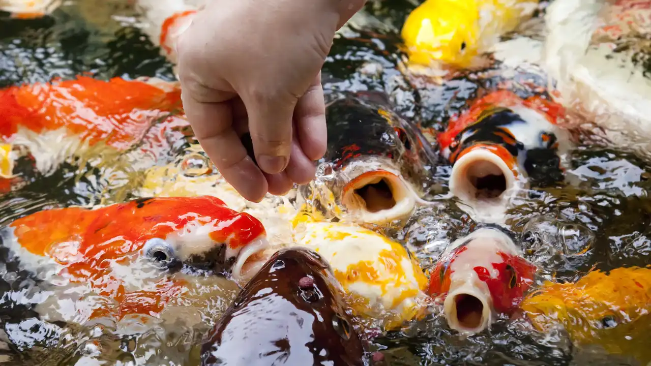 Can You Feed Pond Fish Bread Or Bread Crumbs? 4 Feeding fish