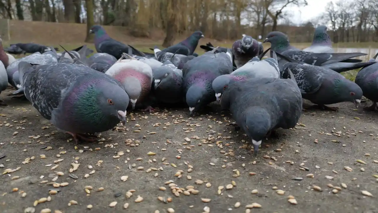 What to Do with an Injured Pigeon in Your Backyard? 3 Feeding injured pigeon