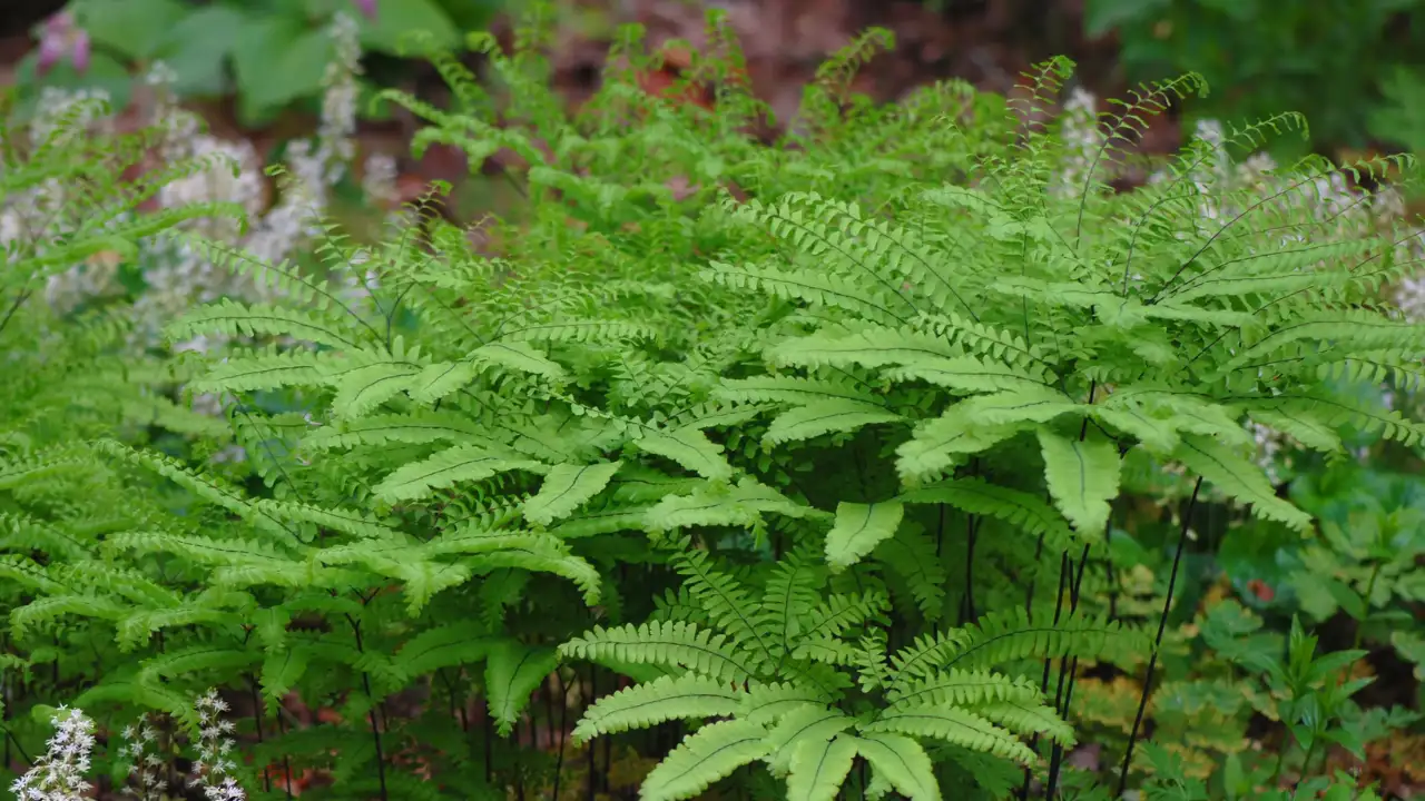 Ferns