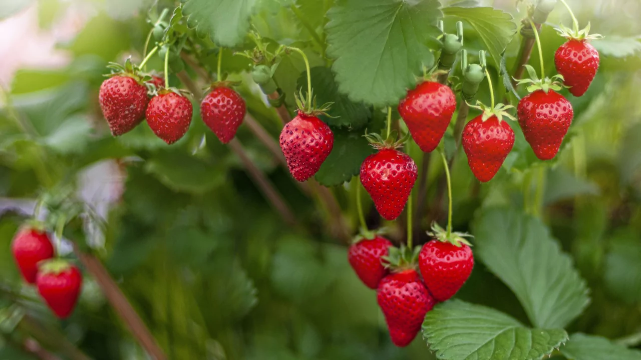 Growers Guide For Strawberries In Ohio 6 Fertilize And Water My Strawberry