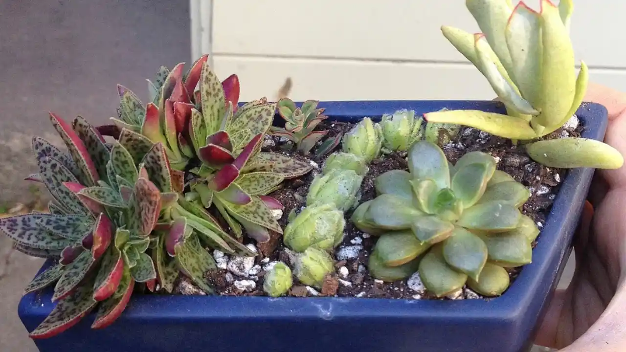 Beginners Guide to Crassula Picturata (Tiger Jade) 6 Fertilizing Crassula Picturata