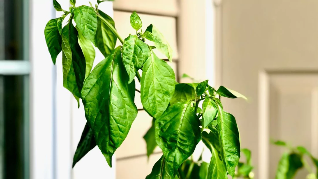 Fixing drooping plants