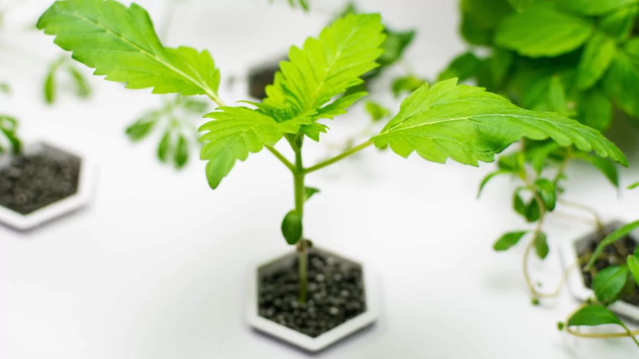 What Is Ultrasonic Fogger Aeroponics