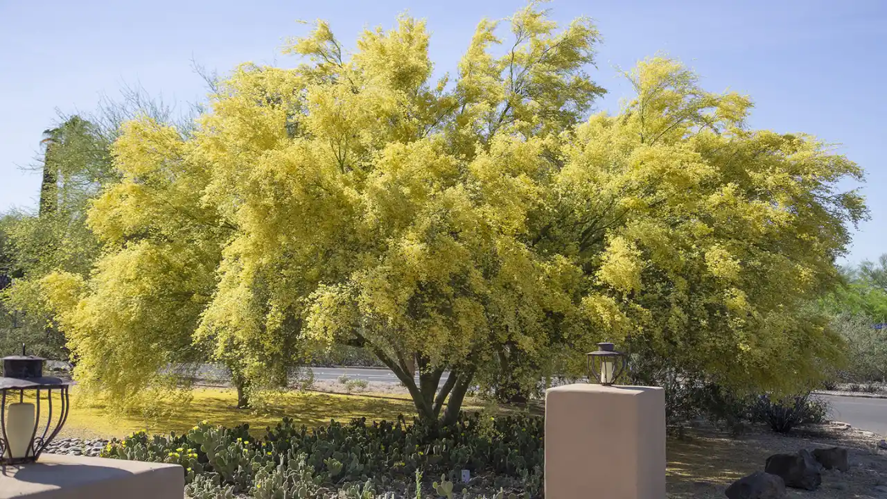 Five Trees With Green Barks 2 Foothills Palo Verde tree