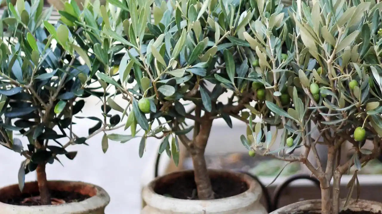 Fungus on the Trunk of Branches