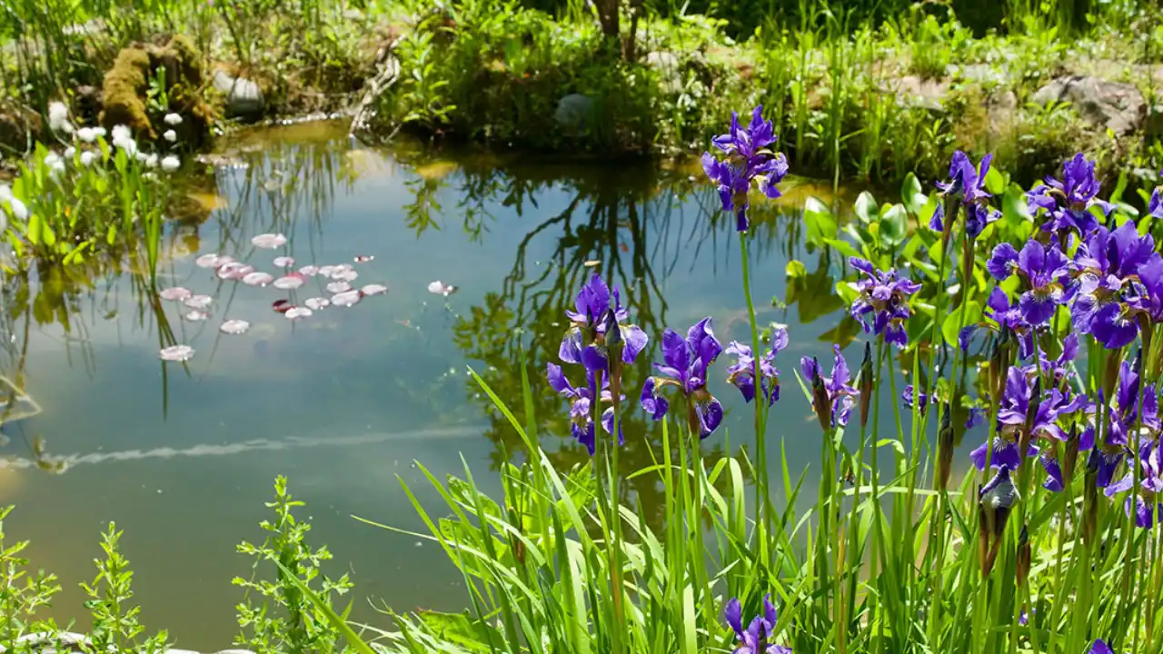 Garden pond