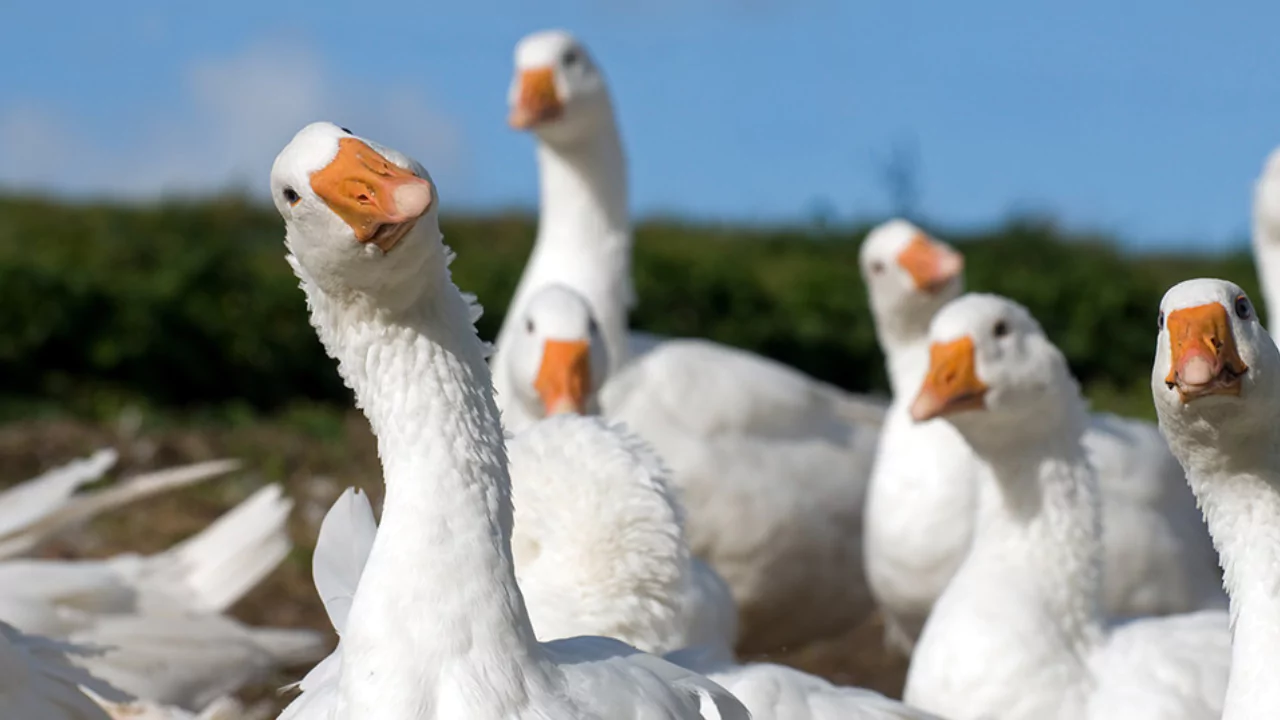 Do Geese Eat Bugs? 7 Geese Are The Perfect Garden Helpers