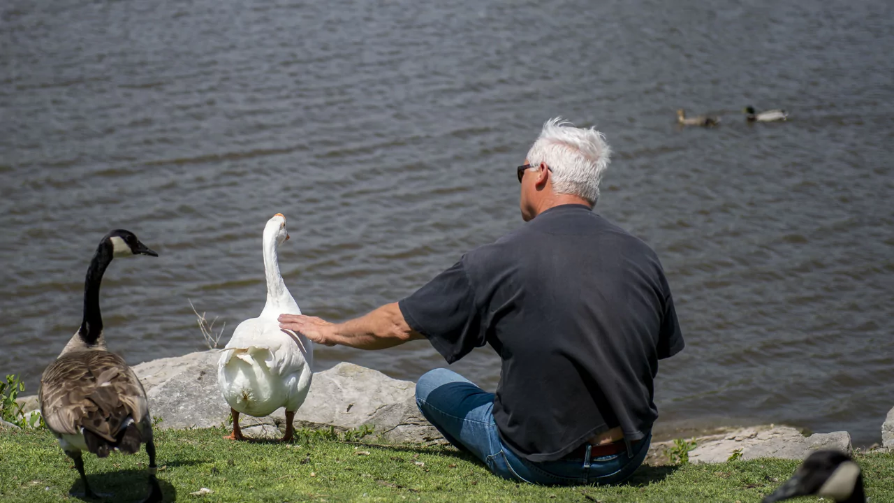Do Geese Eat Bugs? 5 Geese As Pets