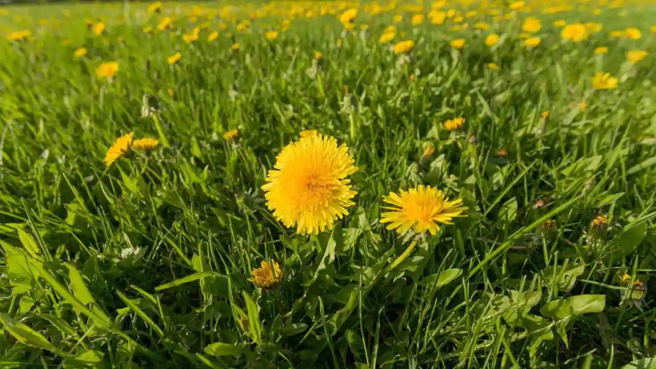 Do Weeds Grow In Sand