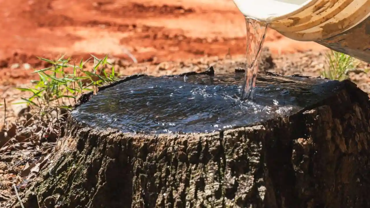 Methods To Kill A Tree Stump Using Motor Oil