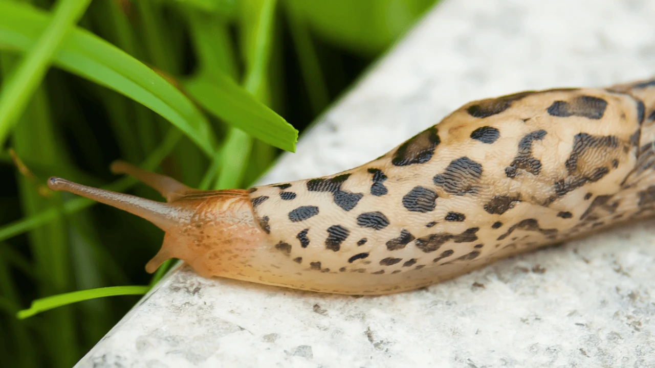 Where Slugs Come From