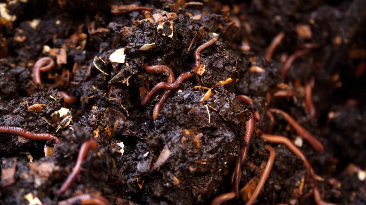 Worm Castings vs Compost