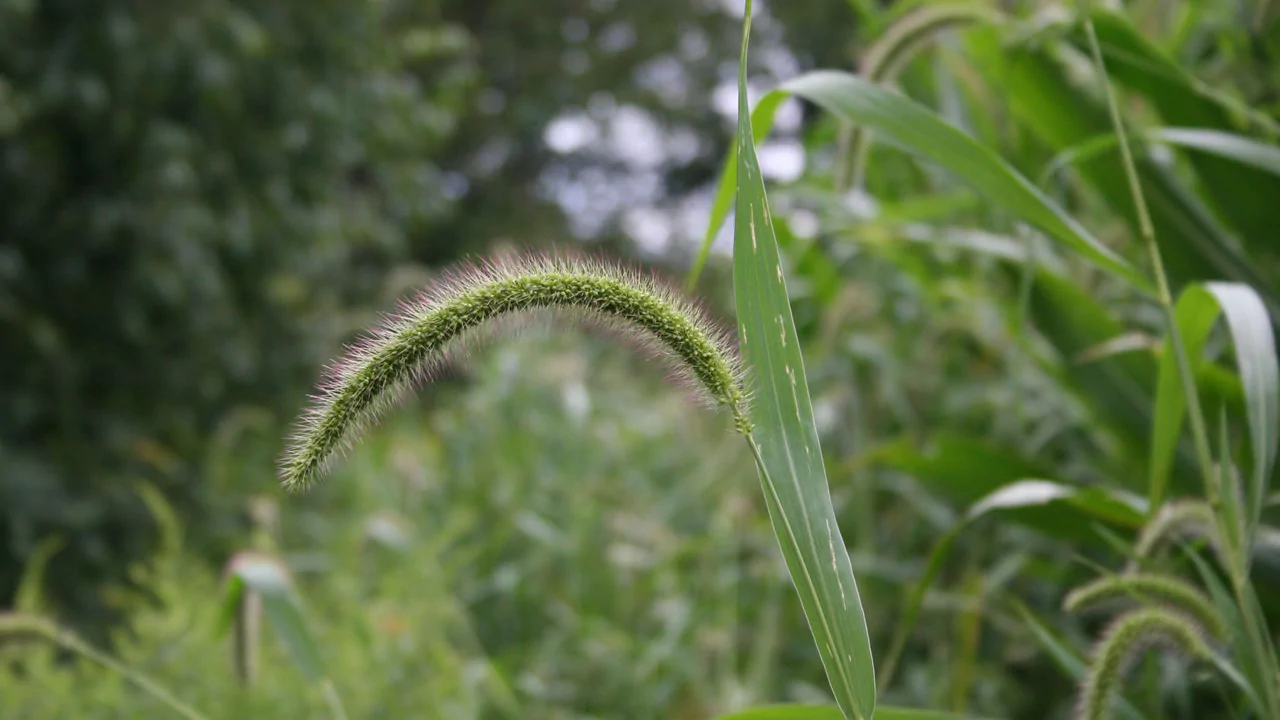 Popular Pre-Emergent For Centipede Grass 1 Giant