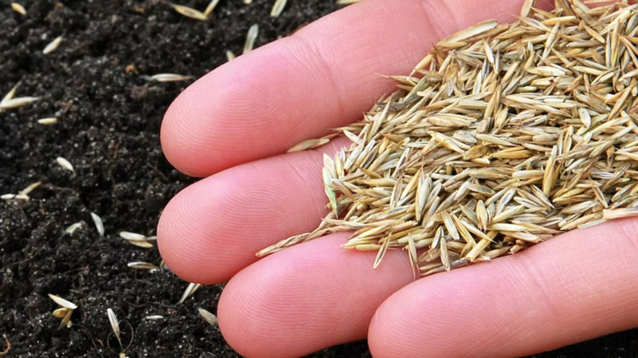 Do Grass Seeds Need to Be Buried