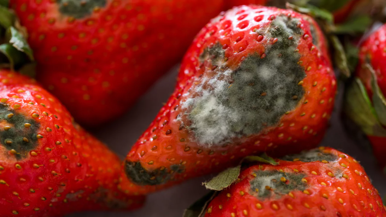 Growers Guide For Strawberries In Ohio 12 Gray mold