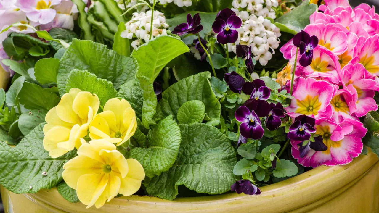 Grouping your plants by color