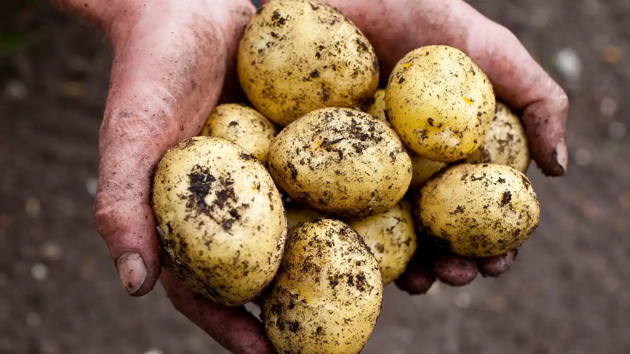 Growing Potatoes in Soil