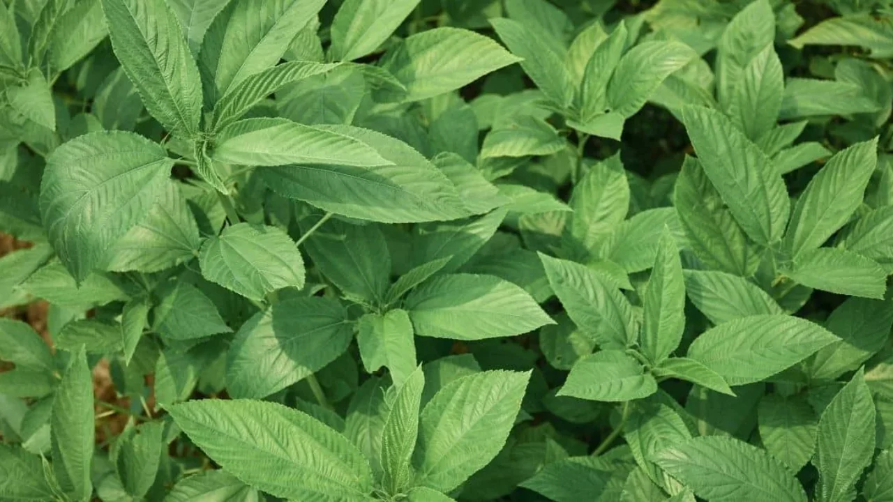 Growers Guide For Jute Leaves 1 Growing conditions for Jute leaves