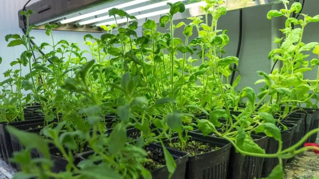 Aerogarden Mint Not Growing- Here Is Why 3 Growing lights