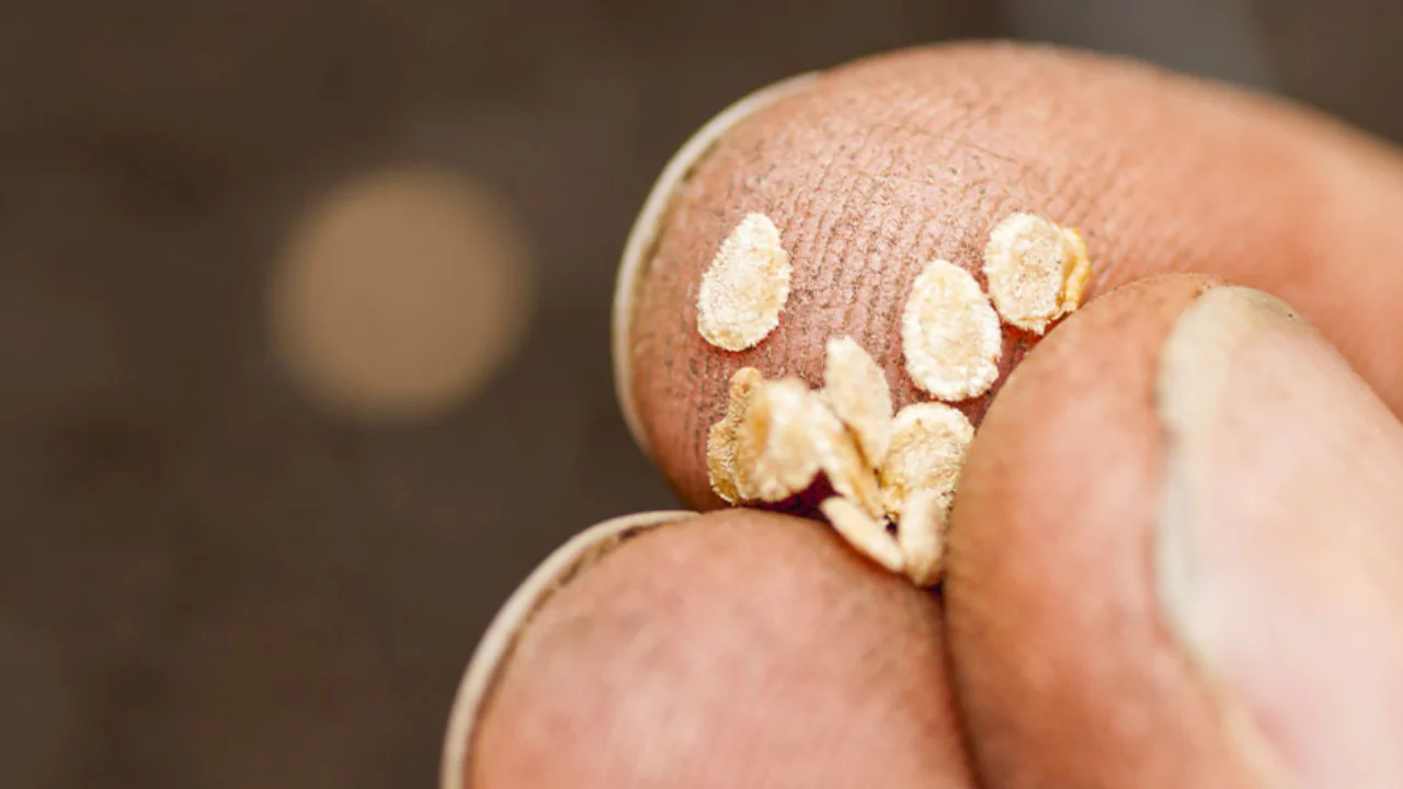 Growing tomatoes from seeds