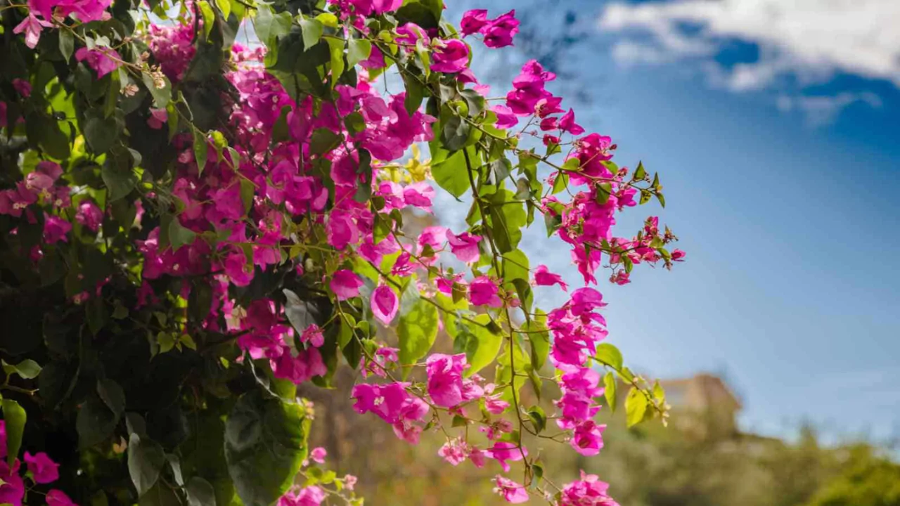 Growing zones paper flower plant