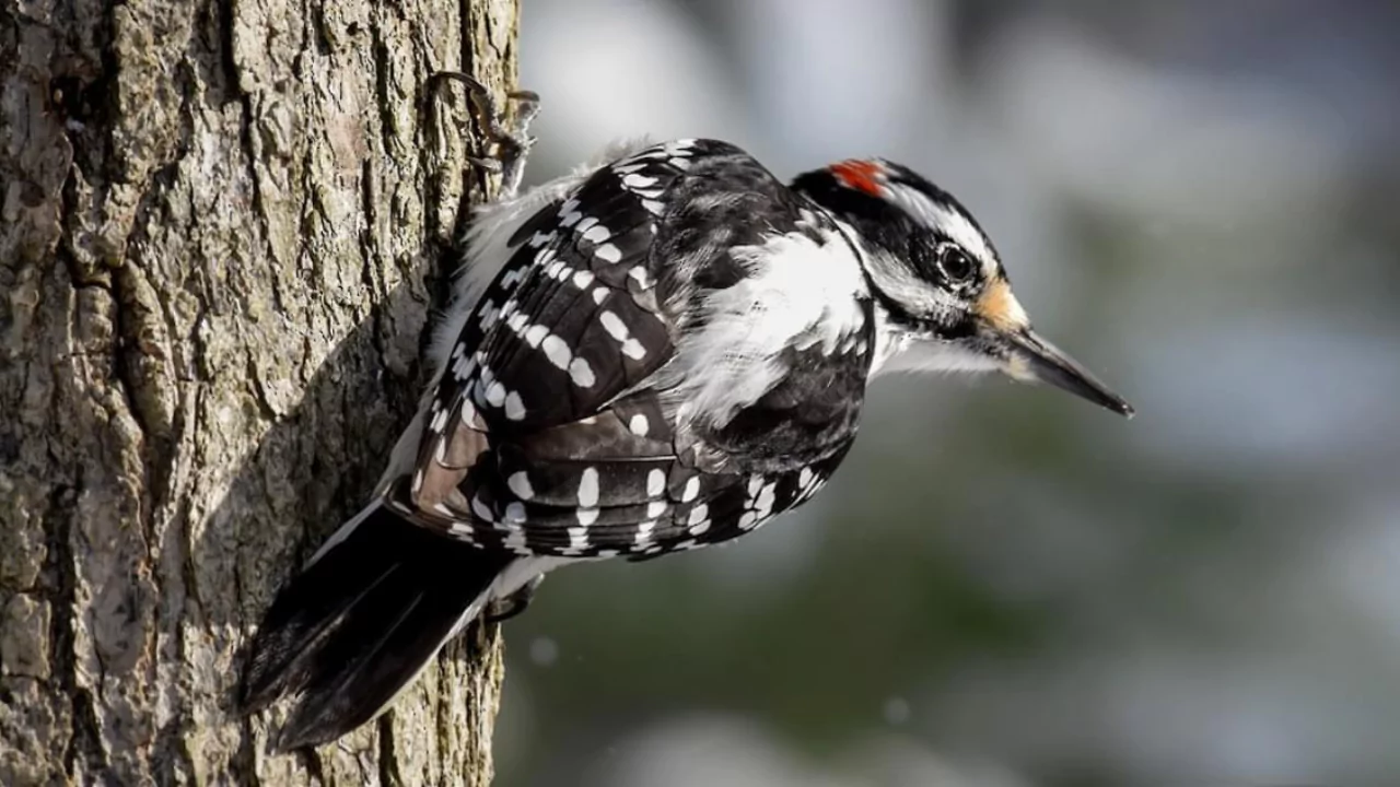Hairy Woodpeckers