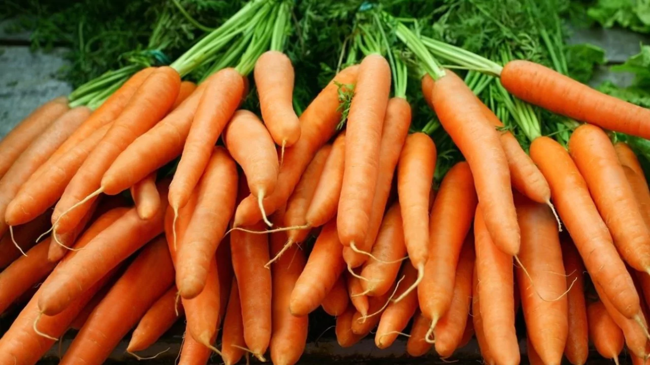 Healthy carrots