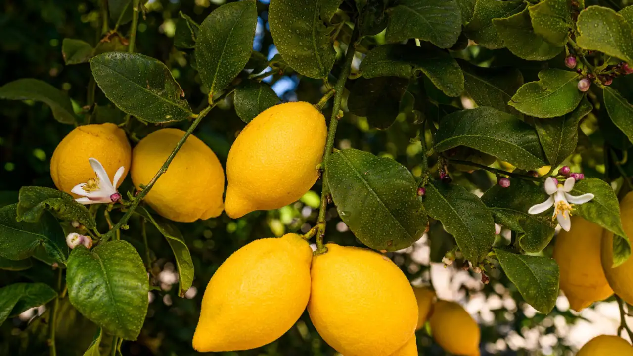 Healthy organic lemon