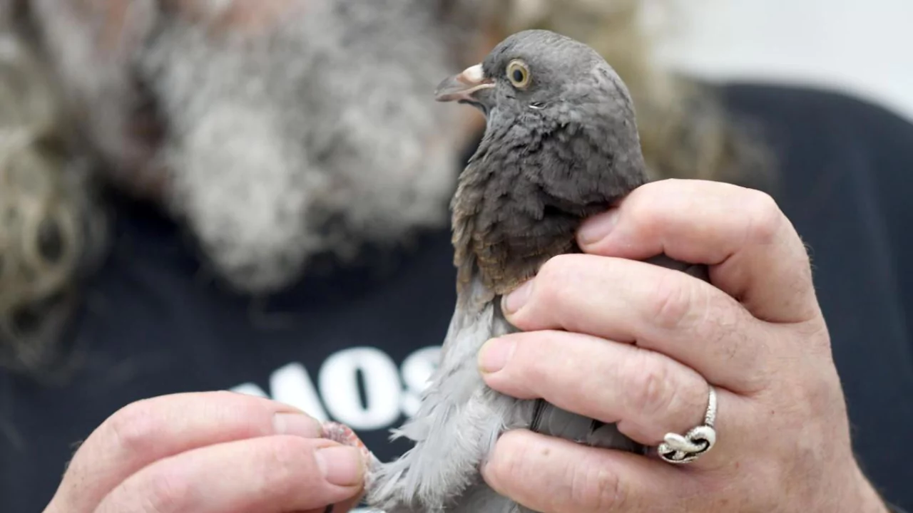 What to Do with an Injured Pigeon in Your Backyard? 4 Helping injured pigeon