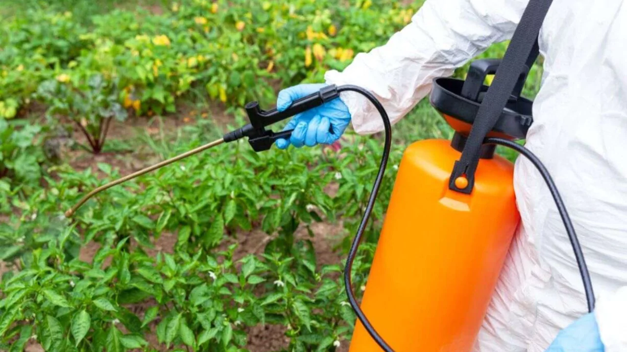 Do Weeds Grow In Sand? How to Stop Them 2 Herbicides