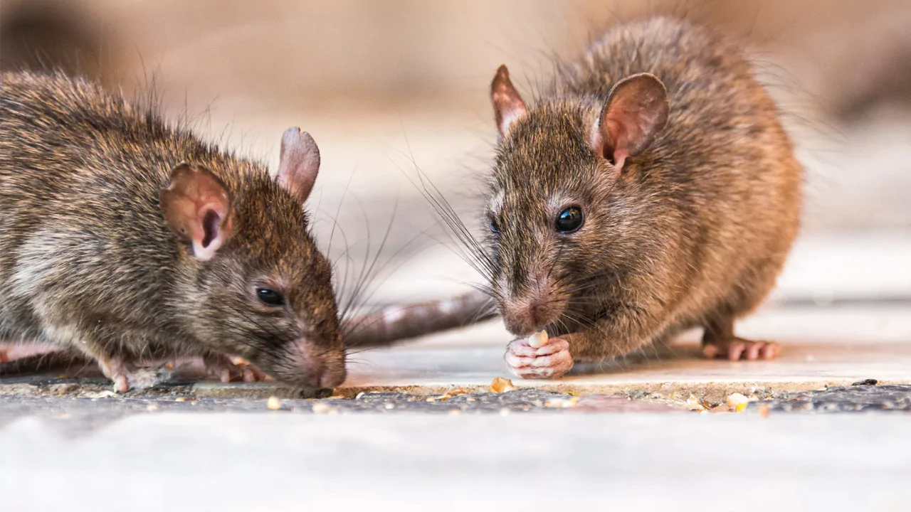 How Do You Deal With Rats