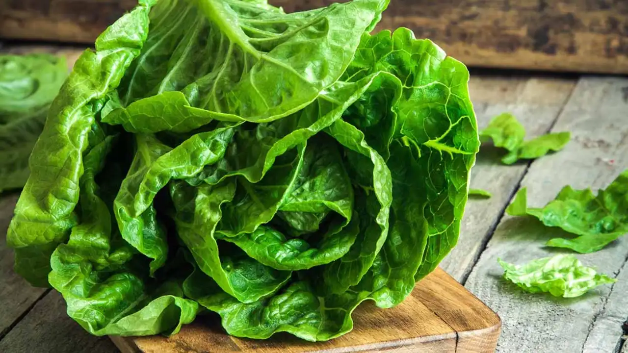 How Much Does a Lettuce Aerogarden Yield