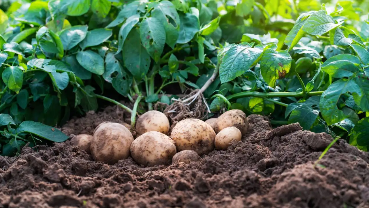 Grower’s Guide for Potatoes In Utah