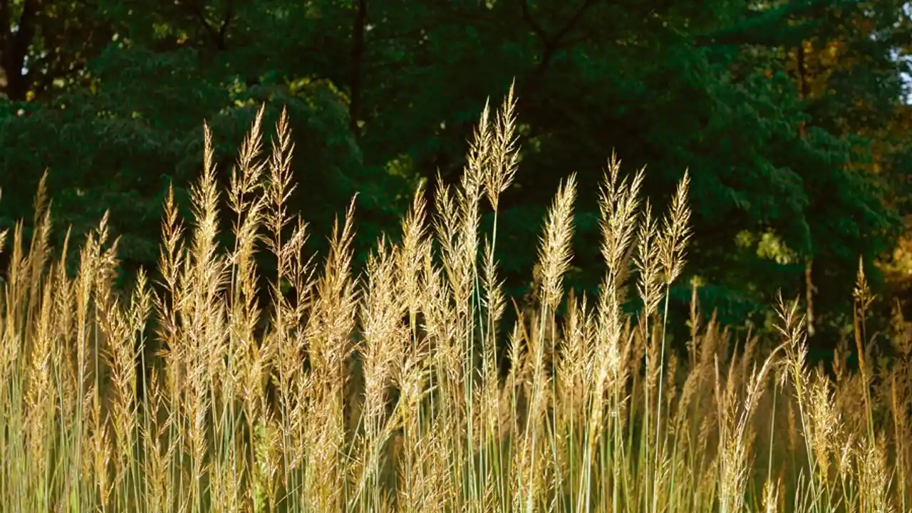 Indian grass