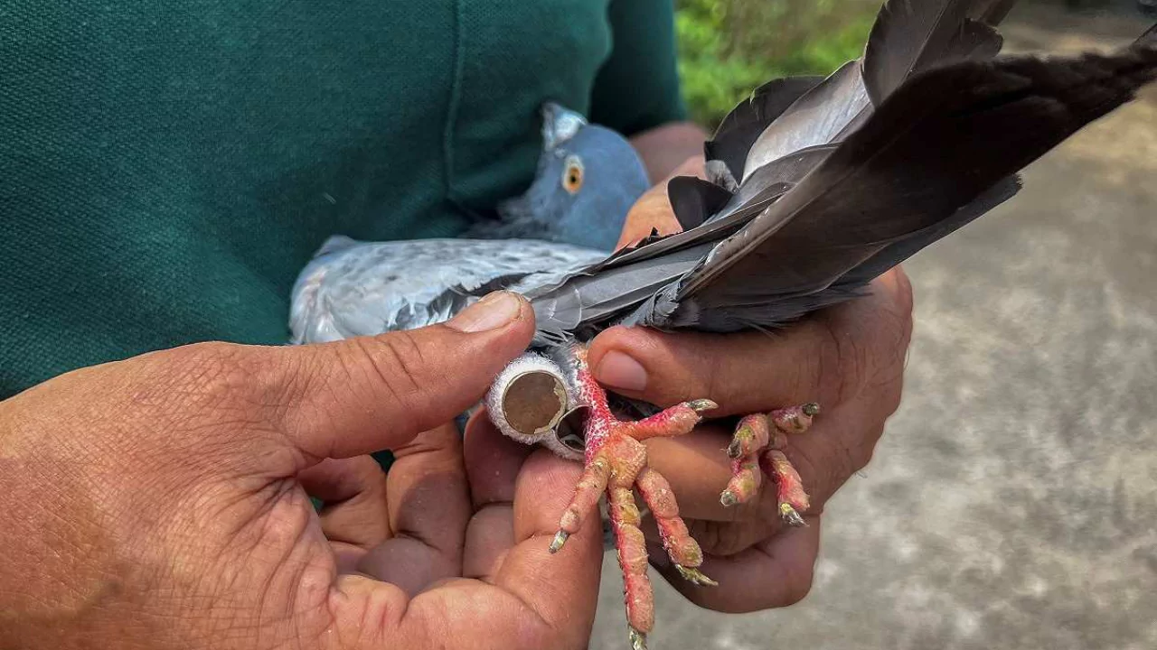 What to Do with an Injured Pigeon in Your Backyard? 2 Injured pigeon leg