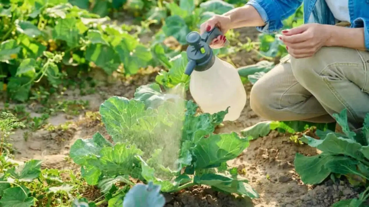 Best Organic Insecticide for Vegetable Garden