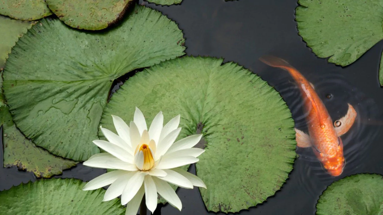 Your Complete Guide to Aquatic Compost