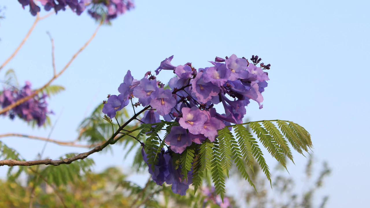 Jacaranda
