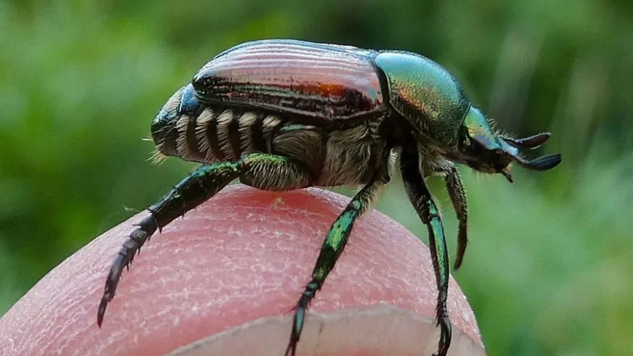 Growers Guide For Strawberries In Ohio 9 Japanese Beetles