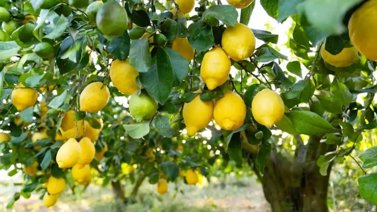 Are Organic Lemons Waxed