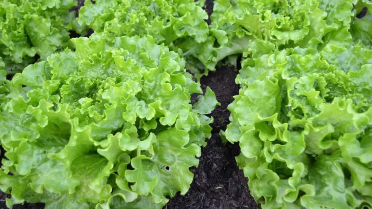 Tower Garden vs Lettuce Grow