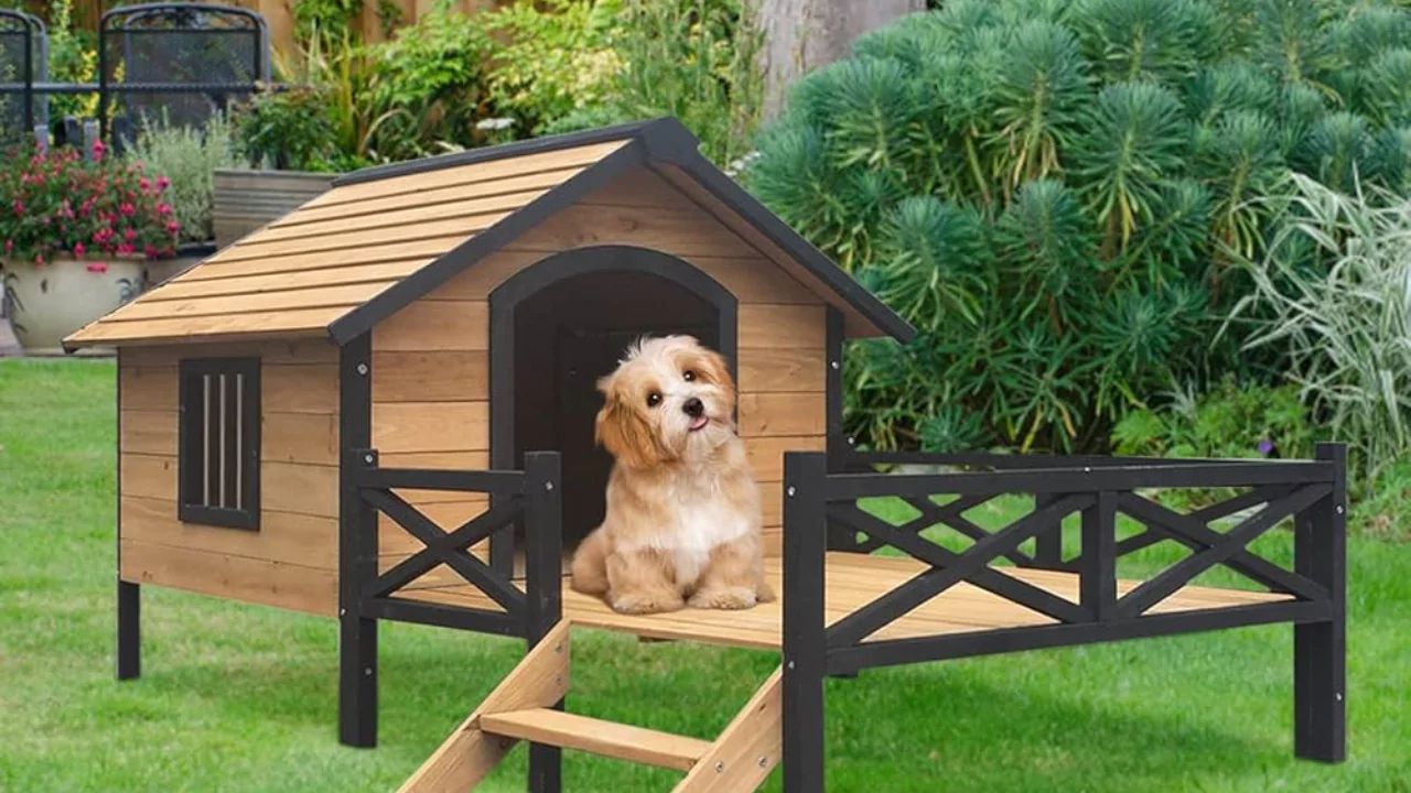 7 Amazing Backyard Dog Kennel Ideas