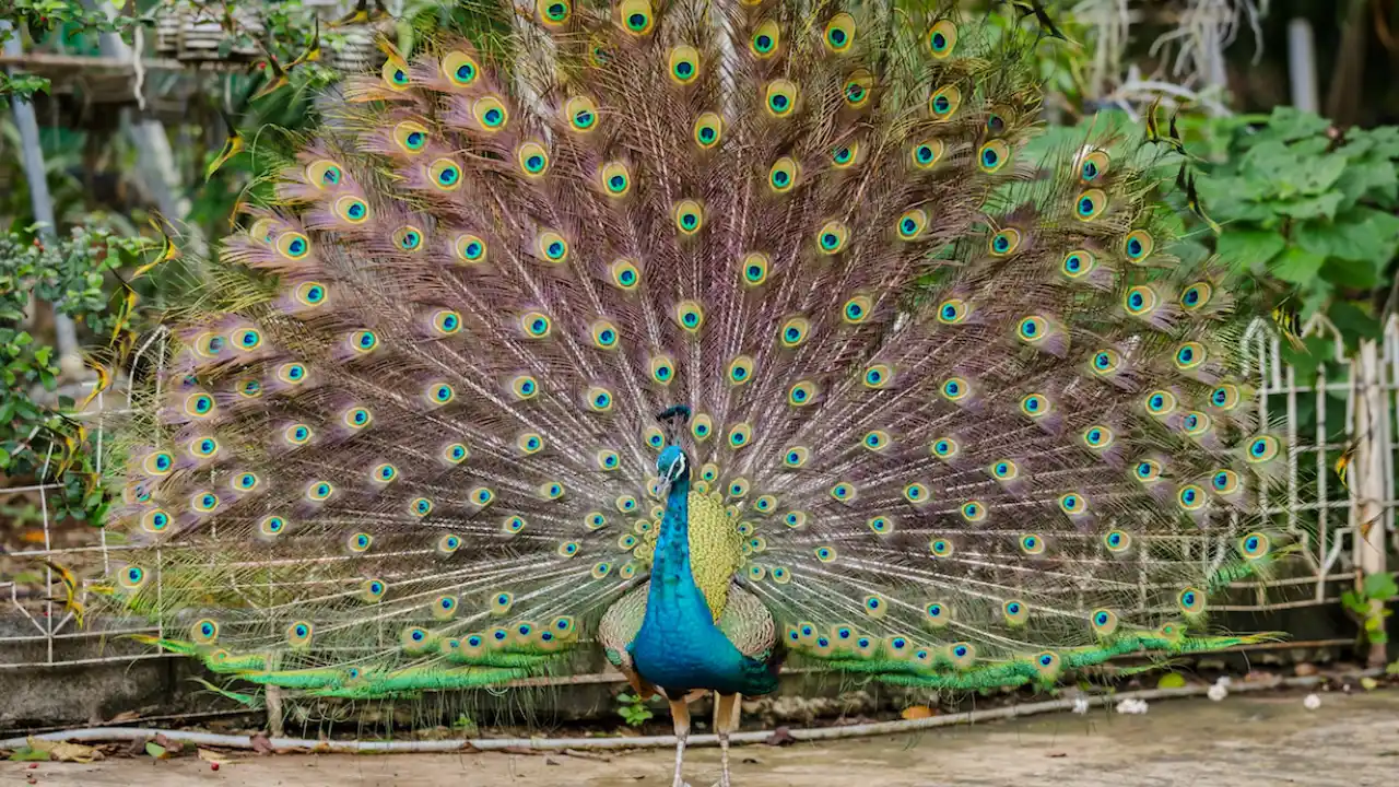 How to Keep Peacocks from Flying Away 2 Magnificent peacock
