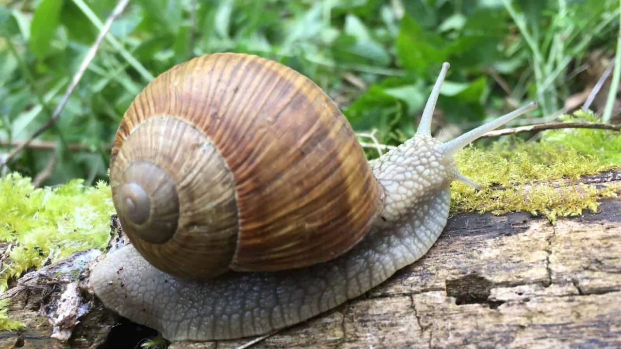 What Do Snails Eat? 3 Managing Snail Infestations