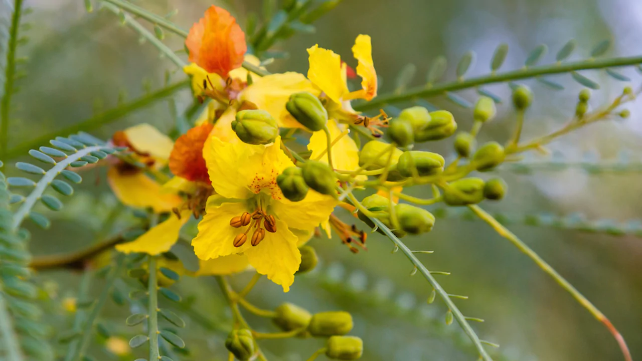 Five Trees With Green Barks 5 Mexican Palo Verde tree