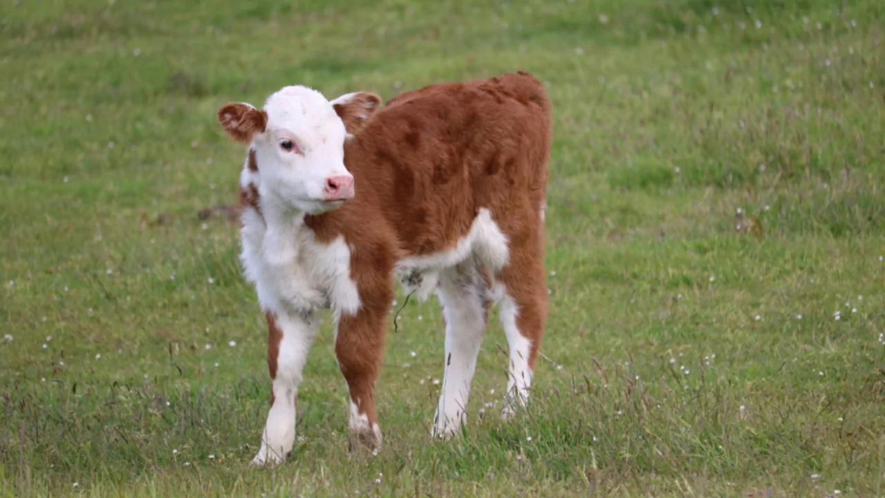 Miniature Herefords